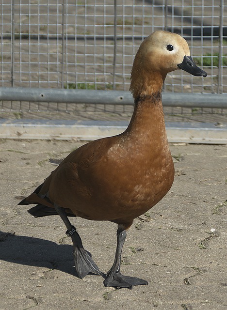 年才俊