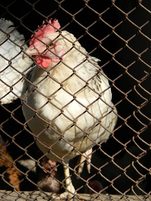 纪60年代 纪60年代