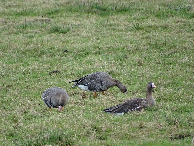 安东尼等高 安东尼等高